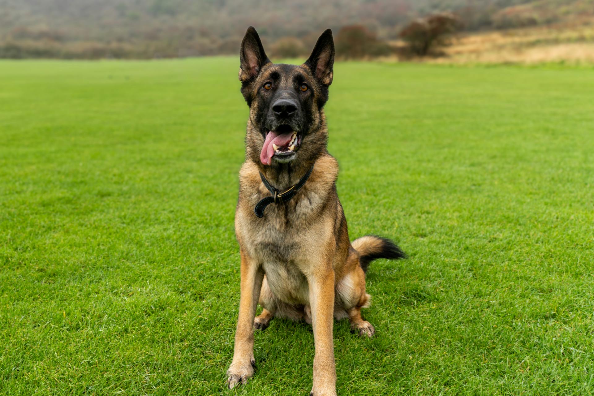 German Shepherd - Dog Training Classes