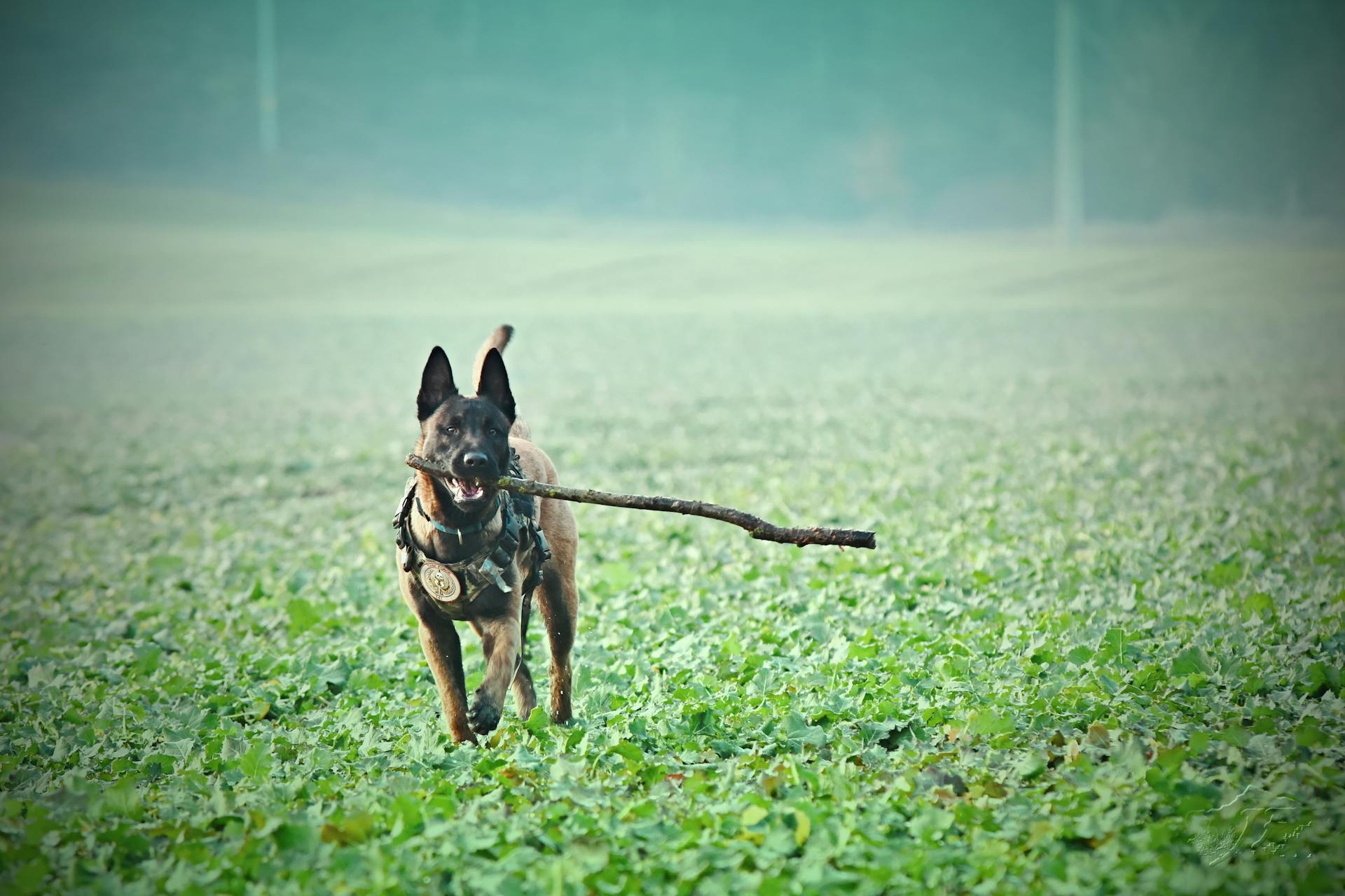 German Shepard Dog Training in Maldon